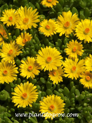 Yellow Ice Plant (Delosperma nubigenum)